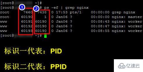 linux中ppid的概念是什么